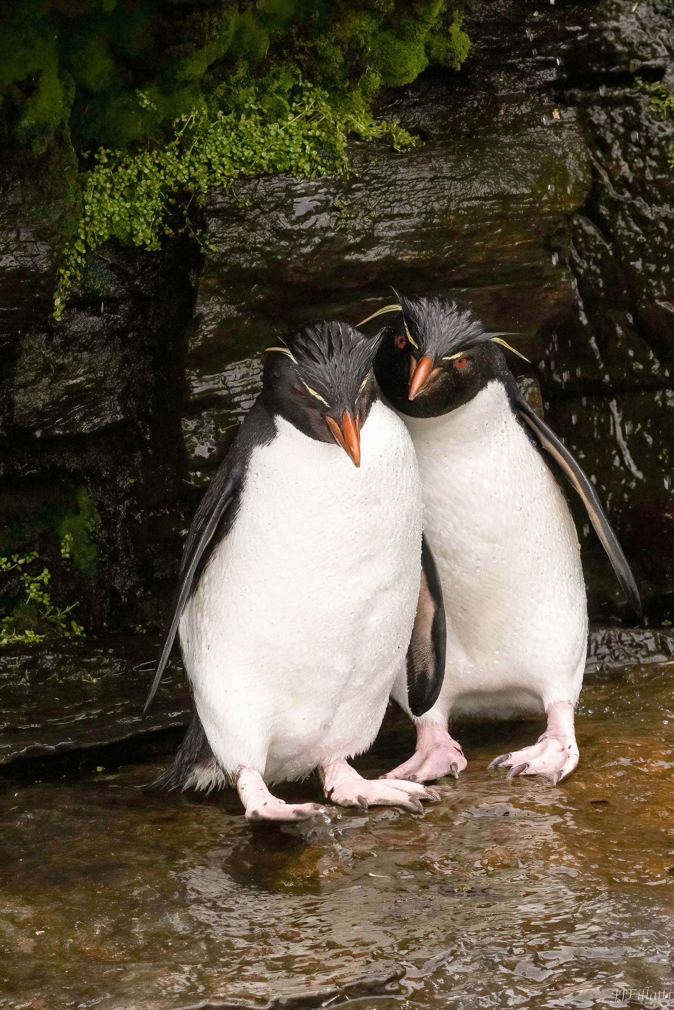 bird of the falklands image 39